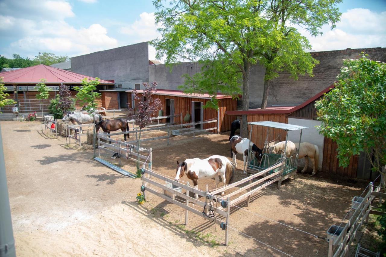 Ranchzimmer Am Hippo-Campus Reit- Und Therapiezentrum Deutsch Haslau Luaran gambar